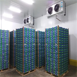 Câmaras frias para limão, exportação - Empresa Be Fruit - Santa Adélia